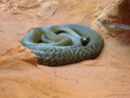 Fierce Snake - world's most venomous land snake
